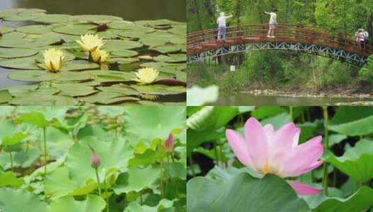 荷花 滕州微山湖红荷湿地 旅游景点高清在线视频素材下载