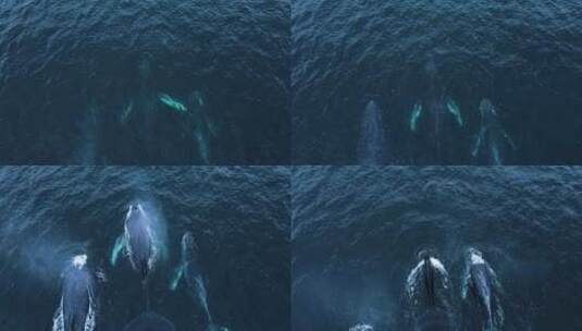 三只巨大的座头鲸一起浮出水面，鸟瞰，慢动作，卡尔斯巴德，海滨，达纳p高清在线视频素材下载