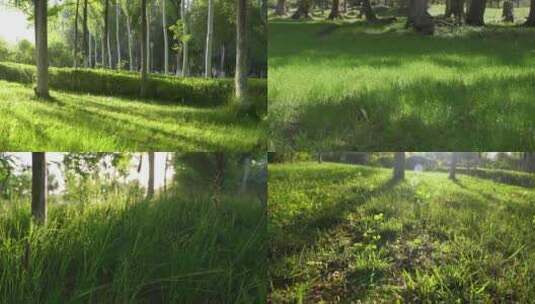 公园阳光下的清新草地空镜高清在线视频素材下载