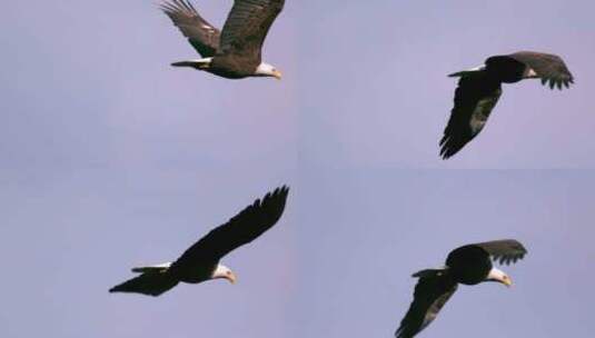 空中飞行的老鹰慢动作高清在线视频素材下载