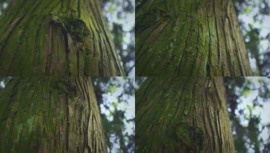 【正版素材】大自然树干特写绿色苔藓高清在线视频素材下载