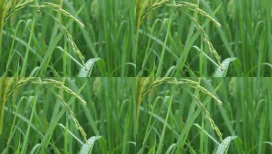 雨中的稻穗水稻特写雨露水珠田野高清在线视频素材下载