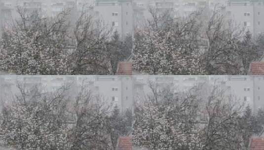 下雪天的树木高清在线视频素材下载
