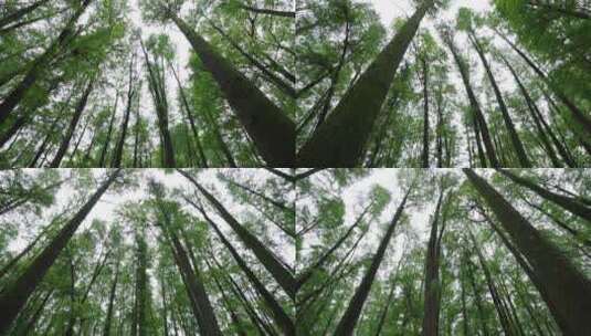 自然-树林-茂密-仰拍-旋转-全景高清在线视频素材下载
