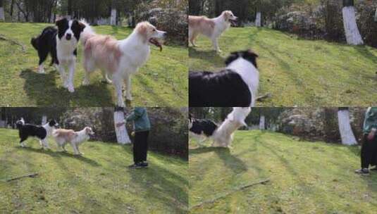 公园里玩耍的一对边境牧羊犬高清在线视频素材下载