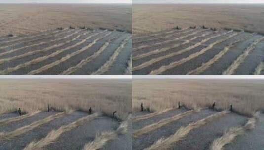 人工收割芦苇  湿地高清在线视频素材下载