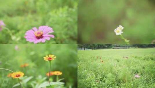 小清新 日系 花 各种小花 美丽的小花 花朵高清在线视频素材下载
