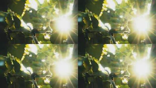4K拍摄清晨阳光从树缝间穿过高清在线视频素材下载
