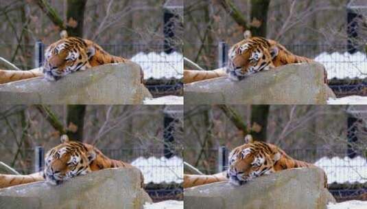 动物园老虎在休息高清在线视频素材下载