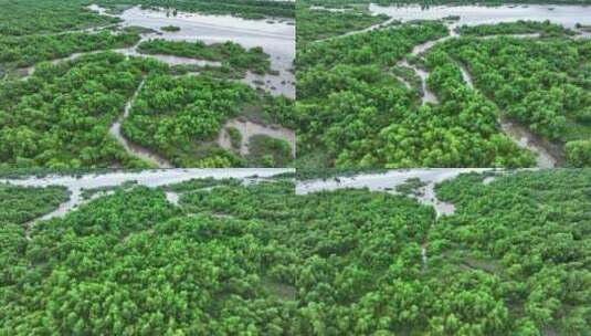 4k广东江门滨海新区银湖湾湿地红树林航拍高清在线视频素材下载