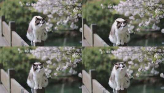 布偶猫 猫 樱花 踏青高清在线视频素材下载