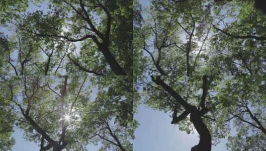 逆光中的大树高清在线视频素材下载