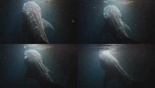 水底拍摄鲸鲨高清在线视频素材下载