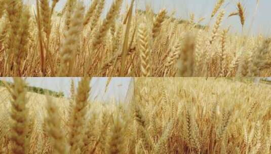 实拍准备收割的小麦高清在线视频素材下载