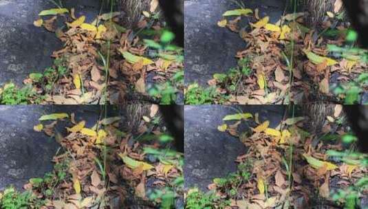 秋天森林  落叶泛黄高清在线视频素材下载