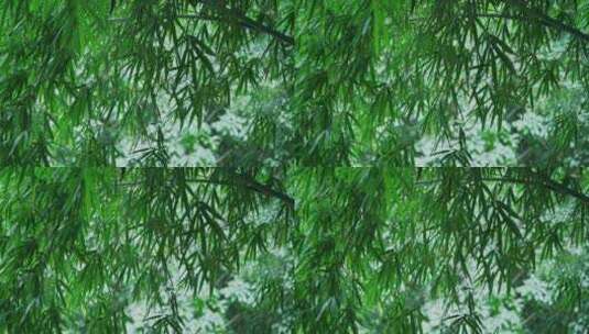 竹林竹叶风景高清在线视频素材下载