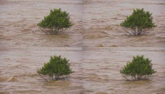 洪水过境淹没树实拍视频高清在线视频素材下载