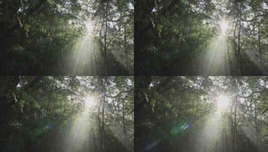 森林逆光光影清晨光线 时间流逝 生态宣传高清在线视频素材下载