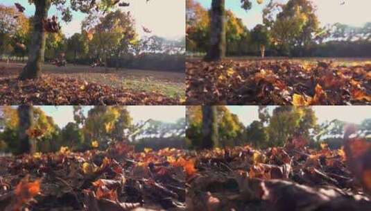落叶掉落的瞬间高清在线视频素材下载