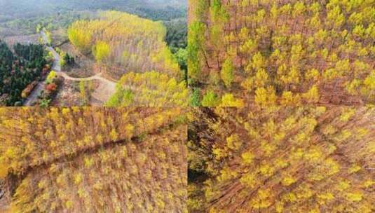 航拍枣庄凤凰绿道金黄色的杨树林高清在线视频素材下载