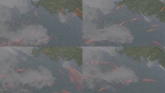 苏州园林-鲤鱼高清在线视频素材下载