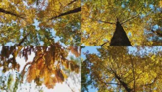 秋天水杉高清在线视频素材下载