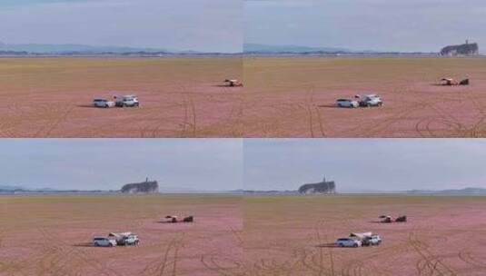 鄱阳湖粉色花海露营航拍视频高清在线视频素材下载