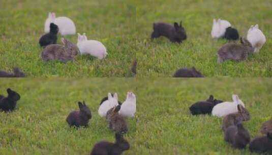 兔子动物 兔 小兔子高清在线视频素材下载