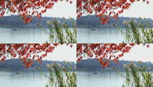 秋天南京玄武湖公园湖边的红枫秋意氛围高清在线视频素材下载