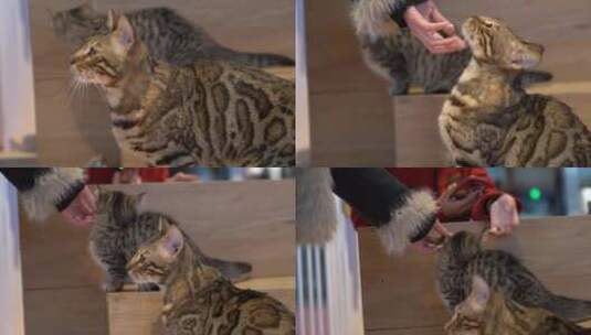 青岛红树林度假区猫咖里的宠物猫高清在线视频素材下载