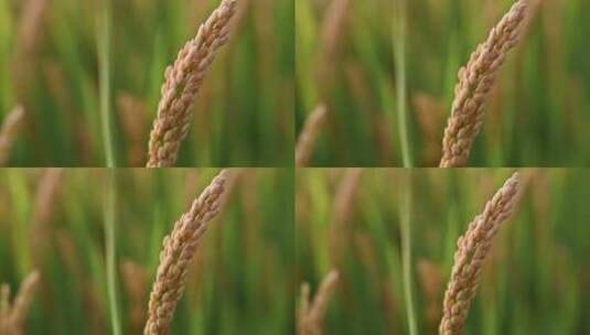 水稻逆光实拍素材高清在线视频素材下载