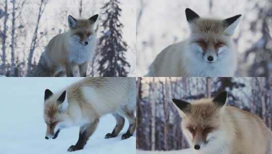 新疆喀纳斯冬天的狐狸高清在线视频素材下载