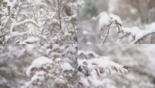 冬天大雪雪景下雪树叶积雪飘雪唯美4K特写2高清在线视频素材下载