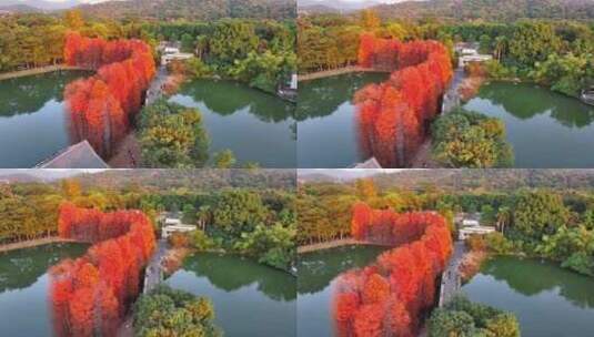 航拍广州华南国家植物园落羽杉高清在线视频素材下载