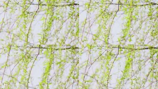 春天柳树发芽随风而动空镜高清在线视频素材下载