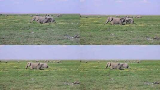 肯尼亚安博塞利-大象高清在线视频素材下载