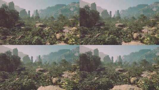 森林中一些岩石和植物的图片高清在线视频素材下载