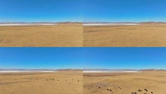 航拍甘南草原牦牛群尕海湖高清在线视频素材下载