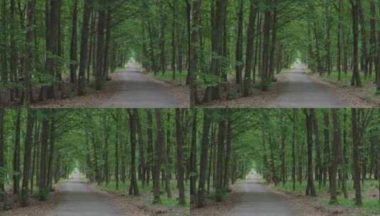 森林中的步行道。森林路。高清在线视频素材下载