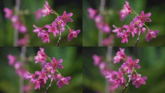 春天红色樱花早樱花朵盛开高清在线视频素材下载