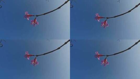 两个小花在树枝上摇晃蓝天白云高清在线视频素材下载