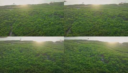湛江乐民港红树林白鹭滩涂湿地保护区航拍高清在线视频素材下载