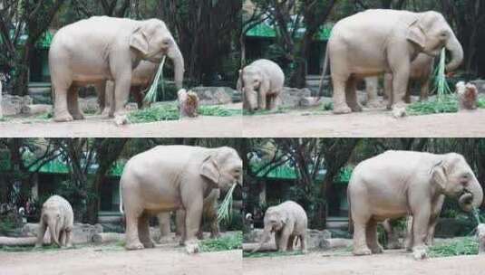 大象正在和他的小象进食高清在线视频素材下载