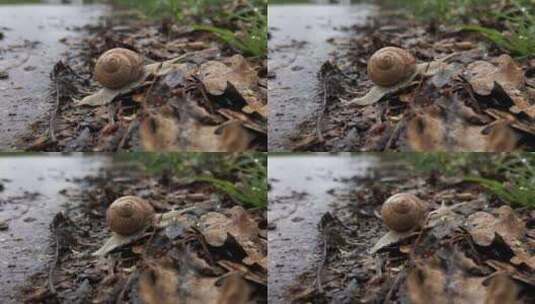 雨后地面上的蜗牛爬行高清在线视频素材下载