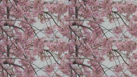 4K春天粉色樱花视频高清在线视频素材下载