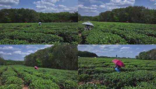 茶园航拍高清在线视频素材下载