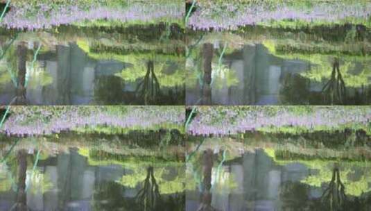 春天紫色二月兰倒映在湖里唯美治愈高清在线视频素材下载