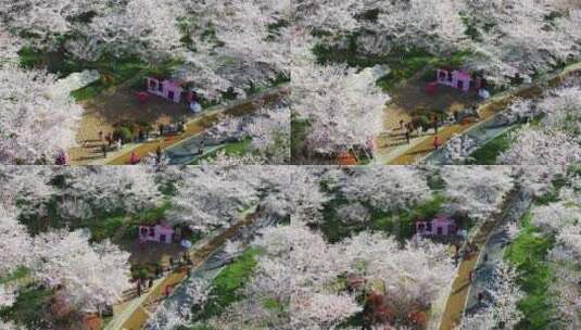 无锡金匮公园樱花航拍中心环绕视角高清在线视频素材下载