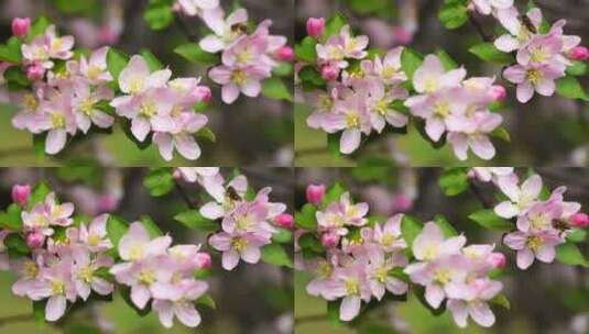 春天绽放的海棠花特写高清在线视频素材下载