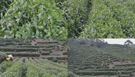 西湖龙井茶树上的茶叶嫩芽特写高清在线视频素材下载